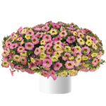 Калибрахоа Ombre Pink от Завода ФЛОРА