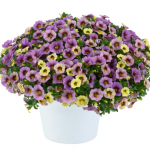 2024 Калибрахоа Ombre Purple от Завода ФЛОРА