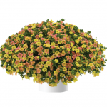 Калибрахоа Ombre Yellow от Завода ФЛОРА