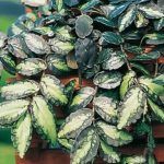 Пеллиония от Завода ФЛОРА