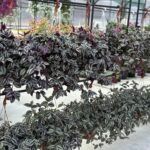 Традесканция Zebrina Рendula - фото 2 от Завода ФЛОРА