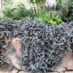 Традесканция Zebrina Рendula - фото 2 от Завода ФЛОРА