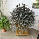 Традесканция Zebrina Рendula - фото 1 от Завода ФЛОРА