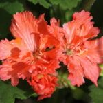 Пеларгония Диана Палмер от Завода ФЛОРА