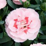 Гвоздика Oscar Pink Star от Завода ФЛОРА