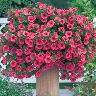 Петуния Surfinia Classic Hot Red  (0,1л)