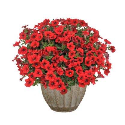 Петуния Surfinia Table Dark Red (0,1л) — изображение 2