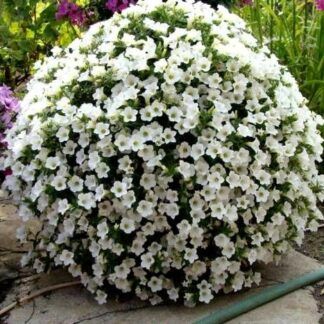 Петуния Surfinia Table White (0,1л)