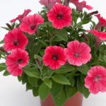 Петуния Surfinia Classic Hot Red - фото 1 от Завода ФЛОРА