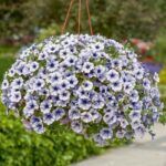 Петуния Surfinia Classic Blue Vein от Завода ФЛОРА