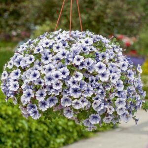 Петуния Surfinia Classic Blue Vein (0,1л)