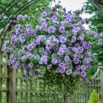 Петуния Tumbelina Priscilla - фото 2 от Завода ФЛОРА