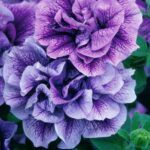 Петуния Tumbelina Priscilla - фото 1 от Завода ФЛОРА