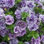 Петуния Tumbelina Priscilla от Завода ФЛОРА