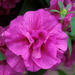 Петуния Tumbelina Candyfloss - фото 3 от Завода ФЛОРА