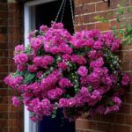 Петуния Tumbelina Candyfloss - фото 1 от Завода ФЛОРА