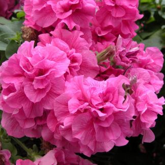 Петуния Tumbelina Candyfloss (0,1л)