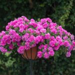 Петуния Tumbelina Candyfloss - фото 1 от Завода ФЛОРА