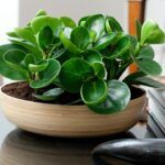 Пеперомия Туполистная от Завода ФЛОРА