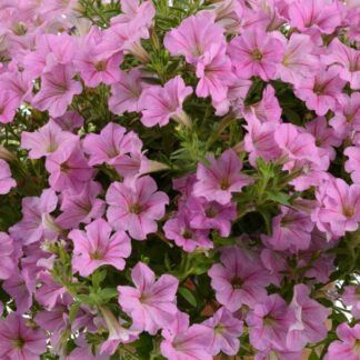 Петуния Littletunia Pink (срезы/5шт)