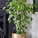 Фикус Бенджамина Голден Кинг от Завода ФЛОРА