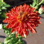 Хризантема Корейская ОГНИ МОСКВЫ от Завода ФЛОРА