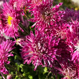 Хризантема корейская Вышиванка от Завода ФЛОРА