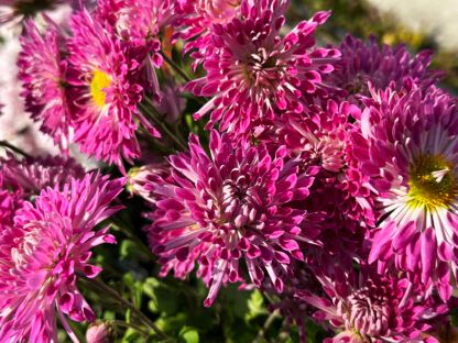 Хризантема корейская Вышиванка от Завода ФЛОРА