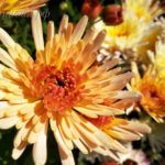 Хризантема Корейская Осенний Вальс от Завода ФЛОРА