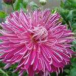 Хризантема Корейская Седая дама от Завода ФЛОРА