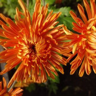 Хризантема корейская Стожары от Завода ФЛОРА