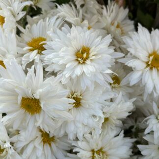 Хризантема Корейская Белая махровая ромашка от Завода ФЛОРА