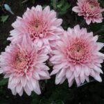 Хризантема корейская Розовый Фламинго от Завода ФЛОРА