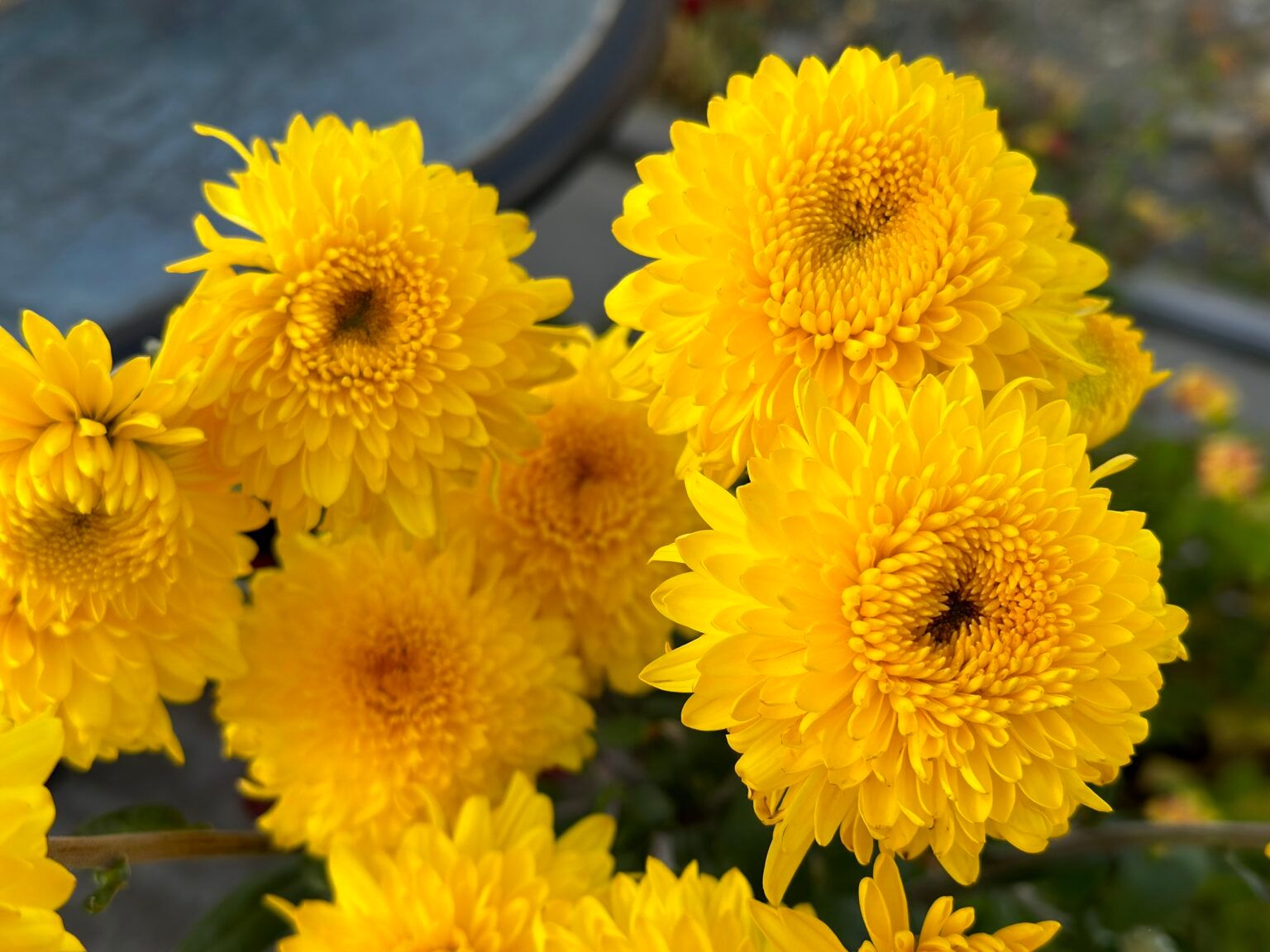 Хризантема корейская Pompon Yellow от Завода ФЛОРА