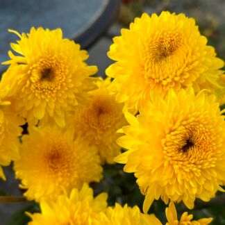 НОВИНКА Хризантема корейская Pompon Yellow (0,1л)