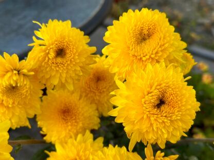 НОВИНКА Хризантема корейская Pompon Yellow (0,1л)