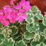 Пеларгония зональная Toscana Madame Salleron от Завода ФЛОРА