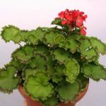 Пеларгония зональная Distinction - фото 1 от Завода ФЛОРА