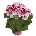 Пеларгония королевская Elegance Tony от Завода ФЛОРА