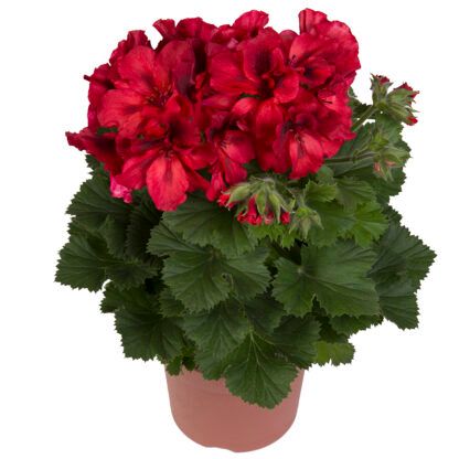 Пеларгония королевская Elegance Franny (0,1л) — изображение 2
