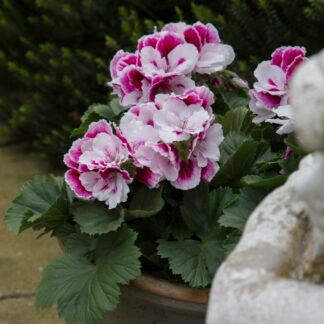 Пеларгония королевская Elegance Bravo - фото 2 от Завода ФЛОРА