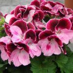 Пеларгония Королевская Elegance Jeanette от Завода ФЛОРА