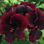 Пеларгония Королевская ангел Bordeaux от Завода ФЛОРА