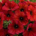 Петуния Петхоа BeautiCal Bordeaux от Завода ФЛОРА