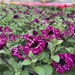 Петуния Splash Dance Magenta Mambo от Завода ФЛОРА