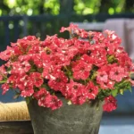 Петуния Surprise Sparkling Red - фото 1 от Завода ФЛОРА