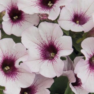 Петуния Sweetunia Surprise White Orchid (0,1л)