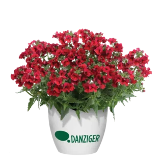 Немезия Nesia Burgundy от Завода ФЛОРА