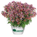 Немезия Compact Tutti Frutti от Завода ФЛОРА