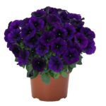 Петуния Sweetunia Lilac Blue 2026 от Завода ФЛОРА